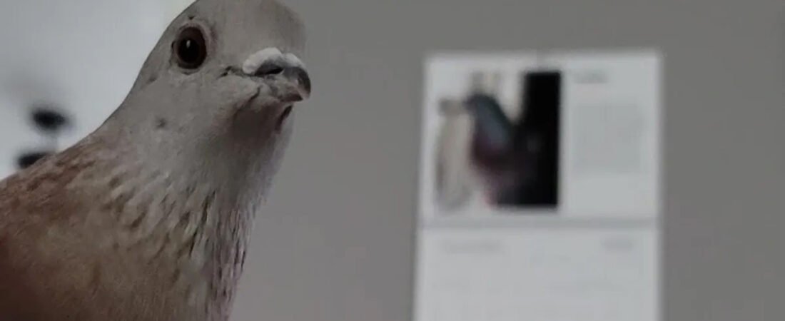 Caring for Abandoned Pigeons at The Pigeon Nest